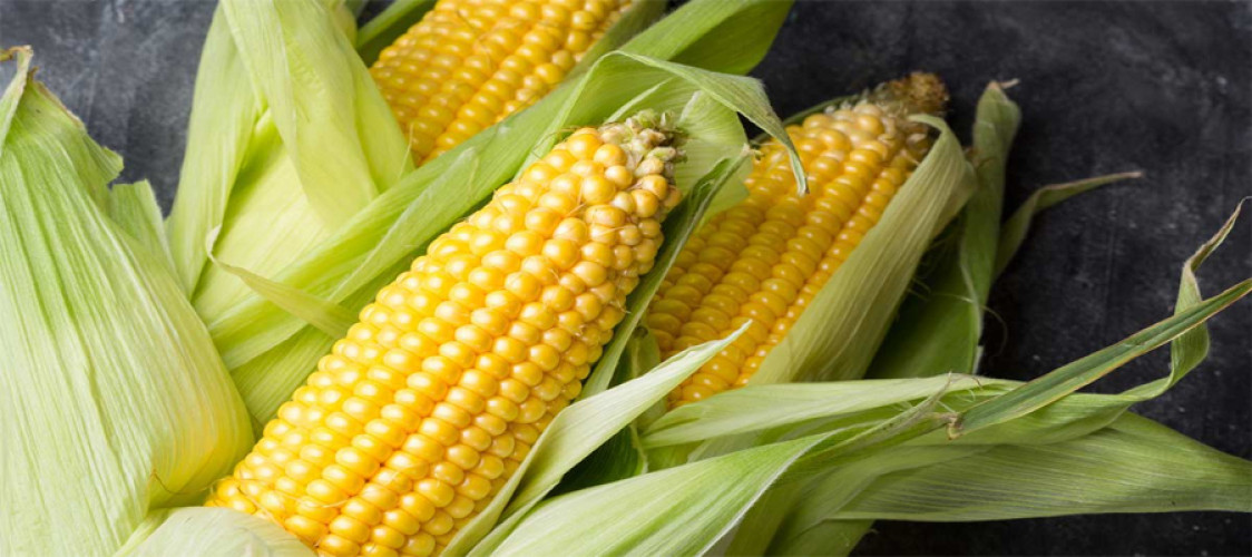 Top 10 corn-producing countries worldwide