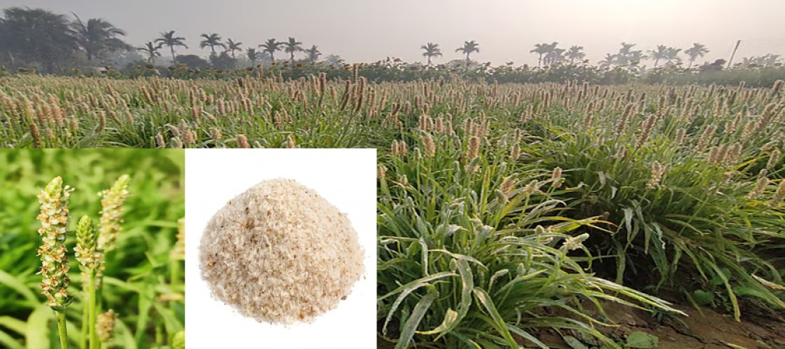 Isabgol import costs one billion taka annually, efforts are being made to produce it domestically